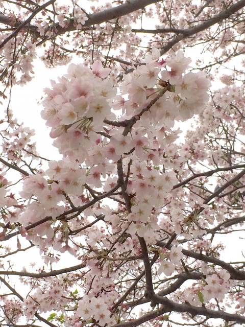 くすもと桜